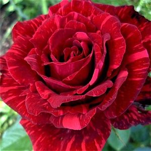 Red-Intuition-Rose delbard