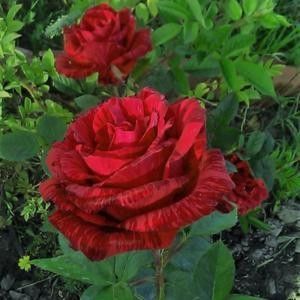red intuition rose large. flower, 100cm, 10days cut flowers