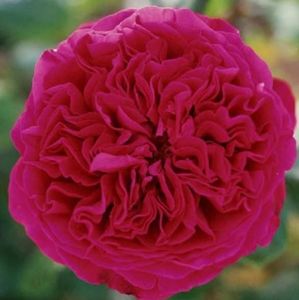 Alain Souchon, strong smell award, 7day cut fl, 100petals