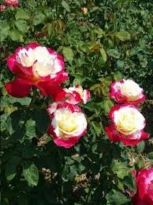 double delight strong smell, cut flowers