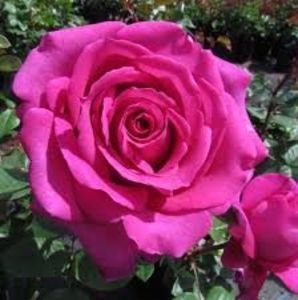 CHARTREUSE DE PARME rose fragrant strong