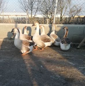 La familia