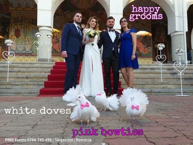 White doves with pink bowties; Happy grooms and white pigeons
