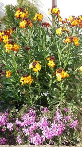 Micsunele si phlox pitic