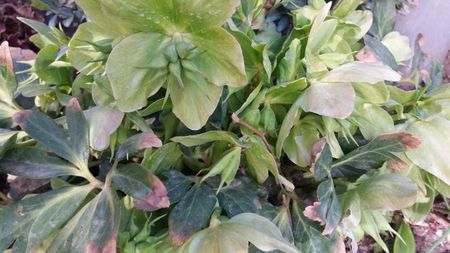 Helleborus la final