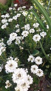 Iberis