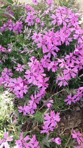 Phlox pitic