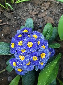 primula Blue Zebra