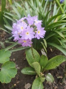 Primula denticulata