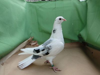 9177
