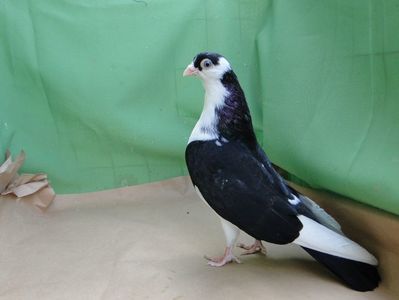 9167