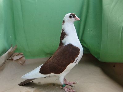 9173