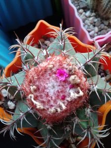 Melocactus Matanzanus