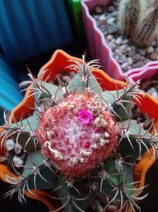 Melocactus Matanzanus