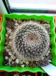 Mammillaria Hahniana