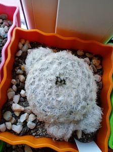 Mammillaria Plumosa