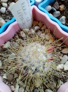 Mammillaria Rekoy Leptacantha