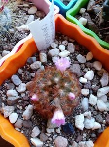 Mammillaria Carmenae