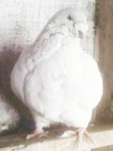 112109407_ZPJQAOK