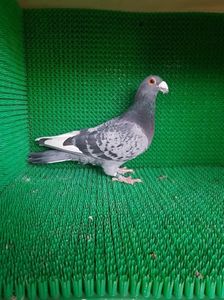 ; Mascul 2018 solzat purtator de ciocolatiu
