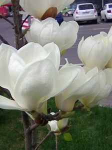 O magnolie superba..!!!