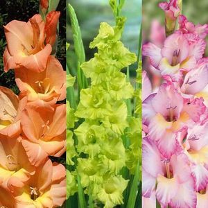 Gladiole Mix; 30 bulbi Gladiole (3 pachete x 10 bulbi) - 33 lei
