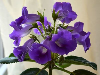 Sinningia Lucis Spots on Ametist Bell; Sinningia Lucis Spots on Ametist Bell  are florile parfumate
