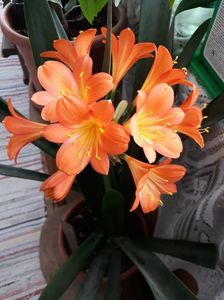 Clivia