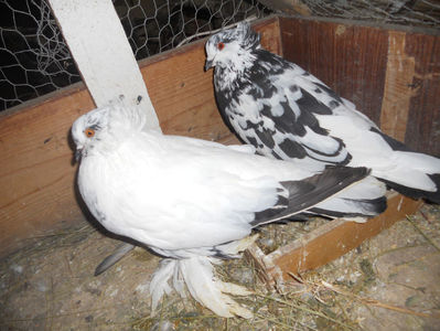 vandut Cisnadie