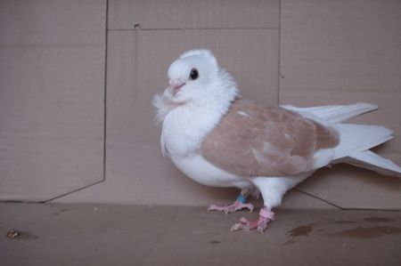 F 09616 - 2018; pui m 2010
