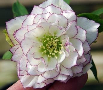 helleborus- orientalis double picotte