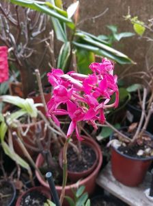 Epidendrum