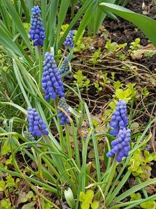 Muscari armeniacum