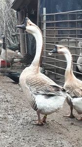 VideoCapture_20190408-230626