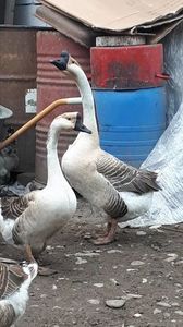 VideoCapture_20190408-230156