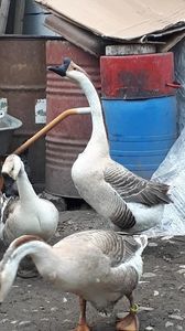 VideoCapture_20190408-230152