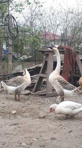 VideoCapture_20190408-231409