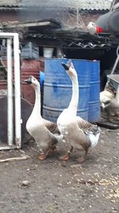 VideoCapture_20190408-230249