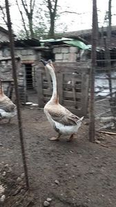 VideoCapture_20190408-230241