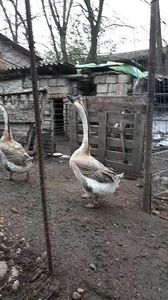 VideoCapture_20190408-230232