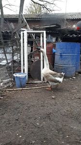 VideoCapture_20190408-230218