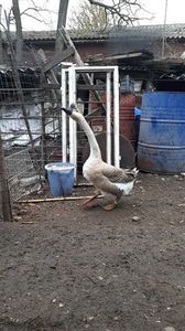 VideoCapture_20190408-230211