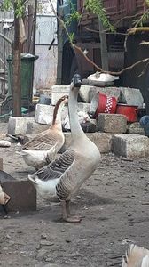 VideoCapture_20190330-194709