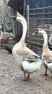 VideoCapture_20190408-230330