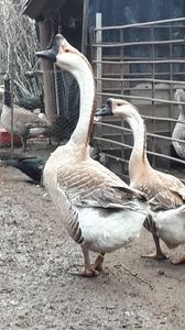 VideoCapture_20190408-230319