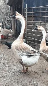 VideoCapture_20190408-230308