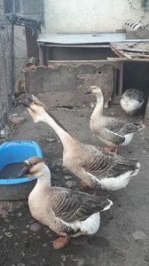 VideoCapture_20190324-210526