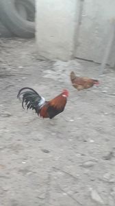 VideoCapture_20190324-210055