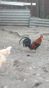 VideoCapture_20190324-210058