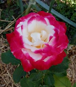 Trandafir Double Delight  20 lei foarte parfumat - nu este in stoc; Inaltimea la maturitate 1-1,5 m
Flori mari duble 10 cm , foarte parfumat
